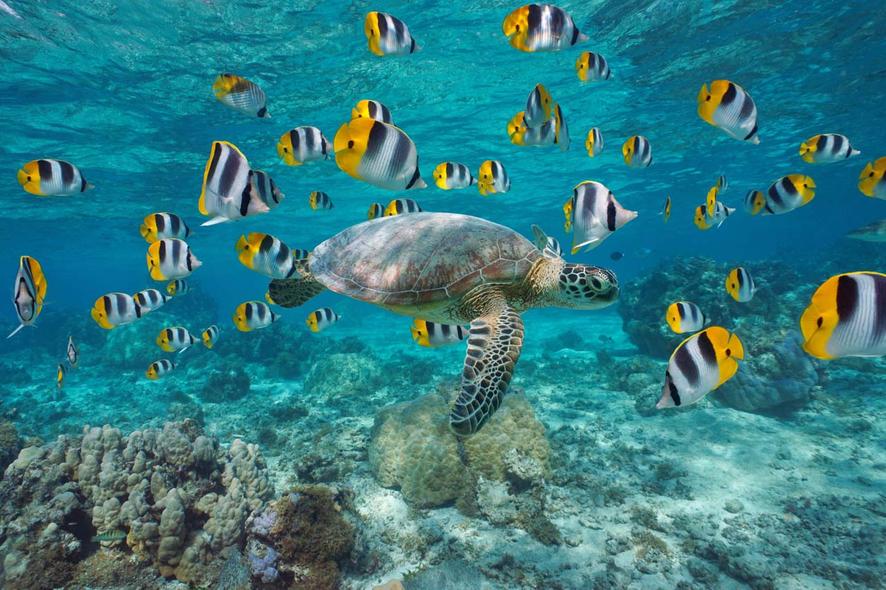 A sea turtle swims through a school of colorful butterflyfish over a coral reef in French Polynesia.