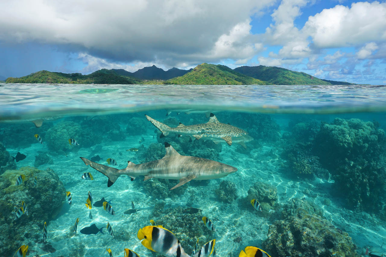 Over-under image of reef sharks swimming near coral with mountainous islands in the background.