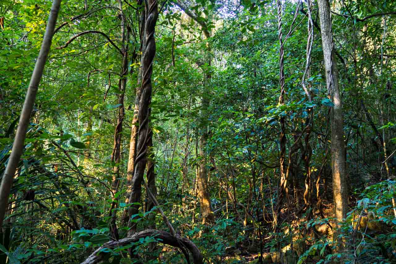 Sunlight filters through dense jungle in Madagascar, illuminating twisted vines and thick green foliage on the forest floor.