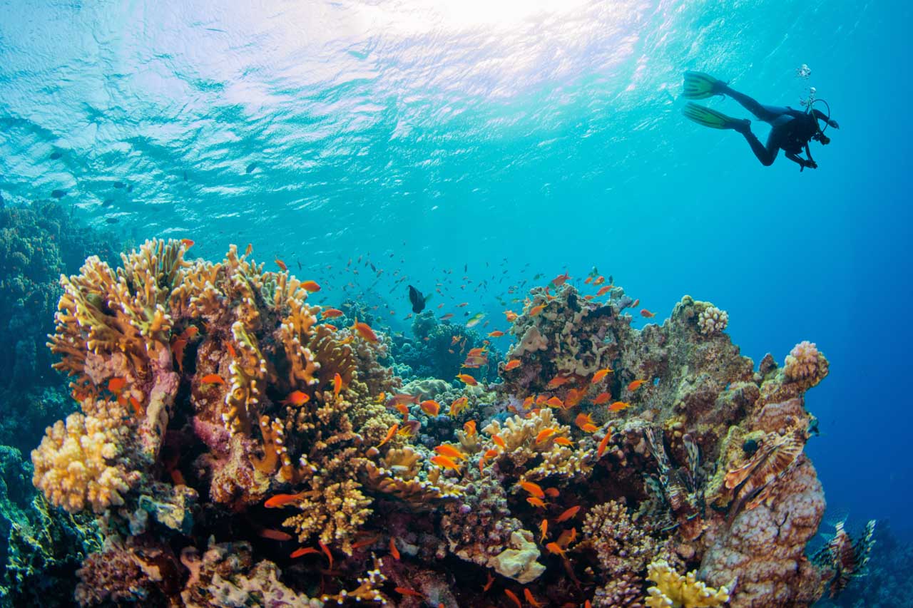 Scuba diver above a coral reef teeming with orange fish in Seychelles.