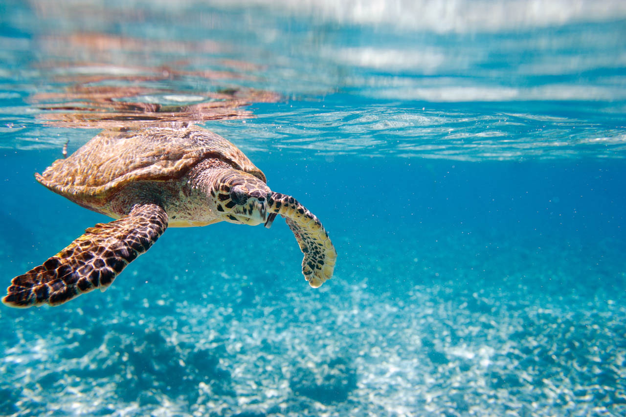 Sea turtle swimming just below the surface in clear shallow waters in Seychelles.