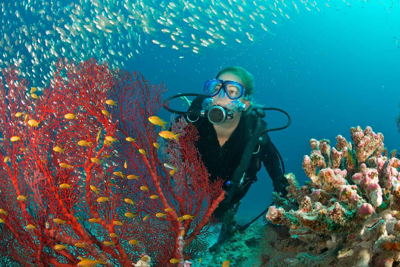 Scuba diver near colorful coral and schooling fish in the waters of Seychelles.