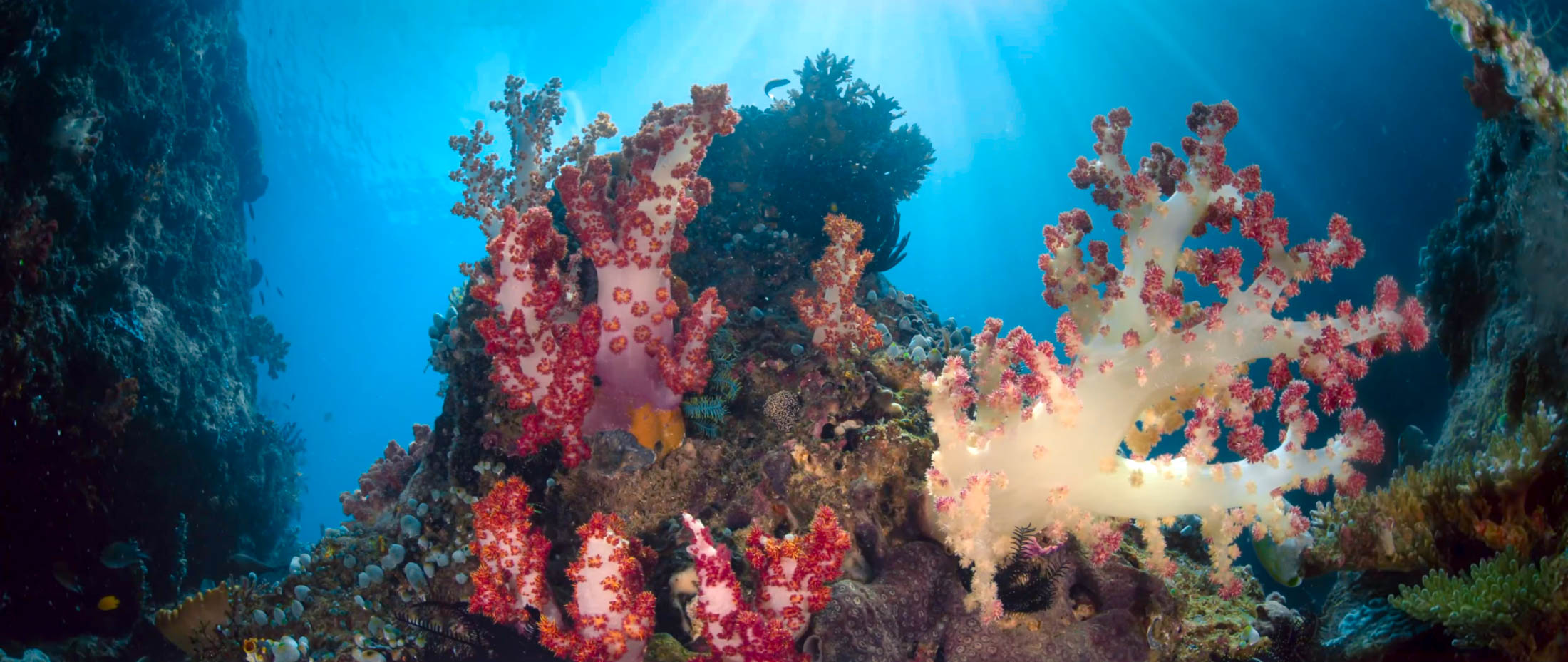 Underwater Videography with Alex del Olmo